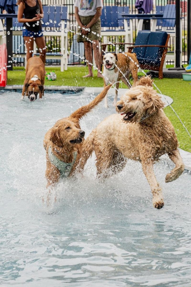 Pet-Friendly Easter Events at Mutts and Martinis