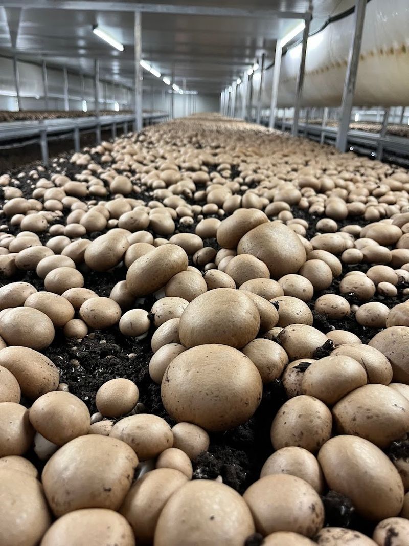 Phillips Mushroom Farms Tours & Events