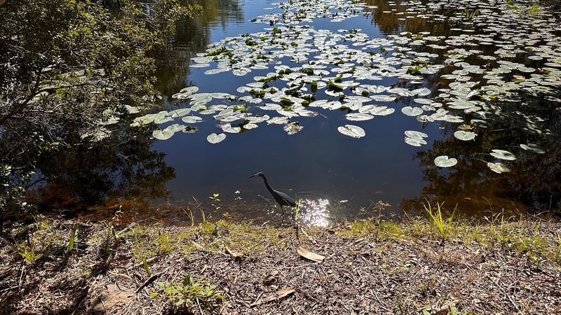 Wildlife Encounters Including Alligators and Birds