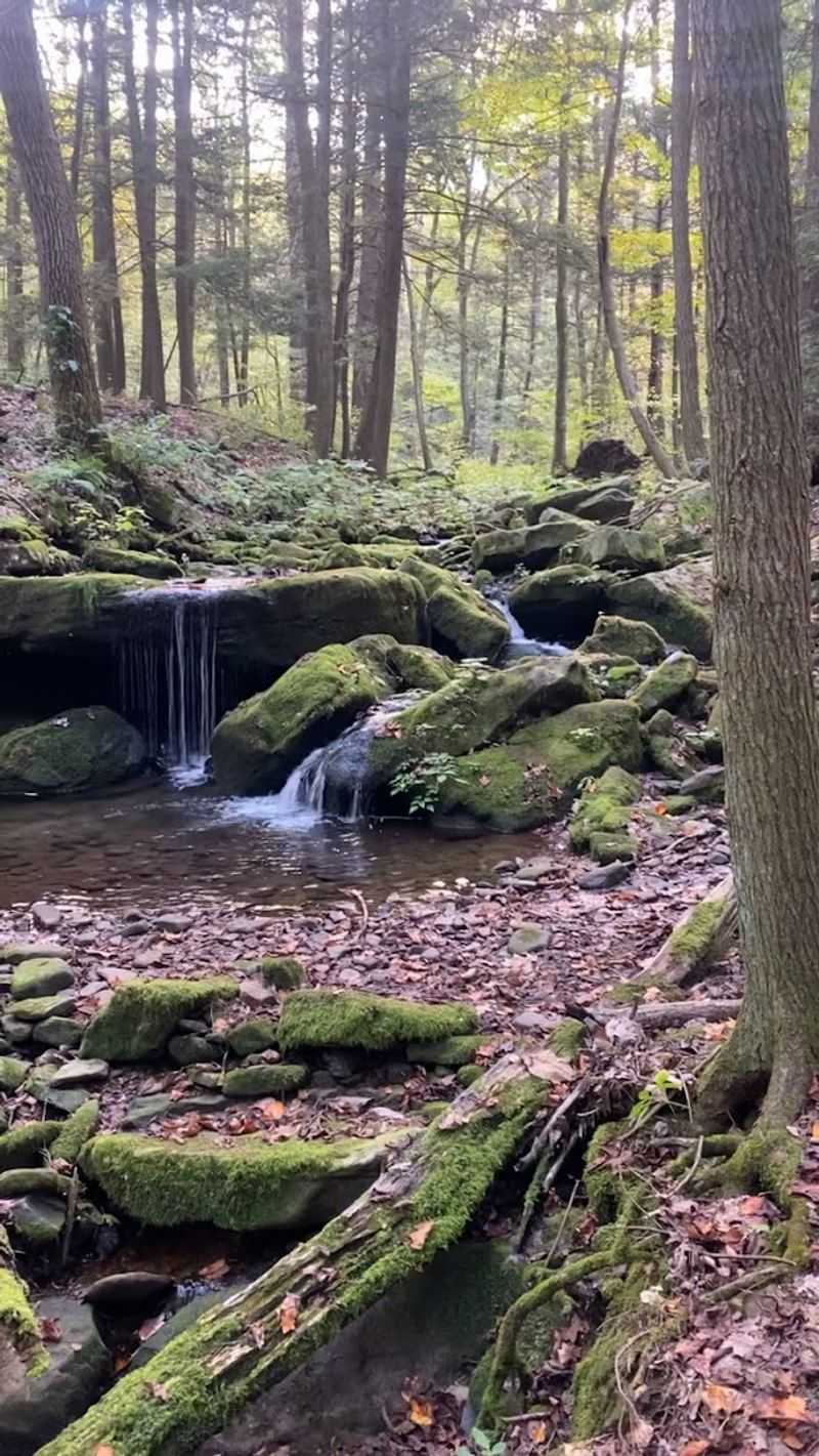 A Cool, Shaded Forest Escape in Summer