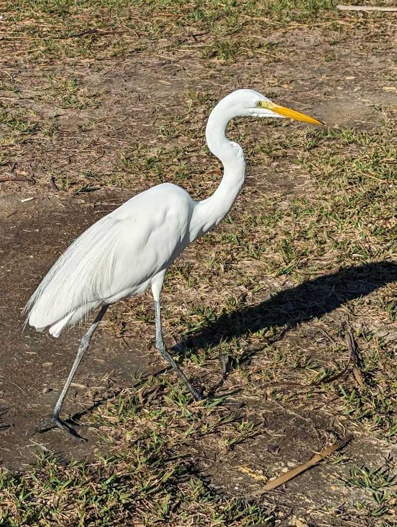 Wildlife Encounters Are Part of Everyday Life