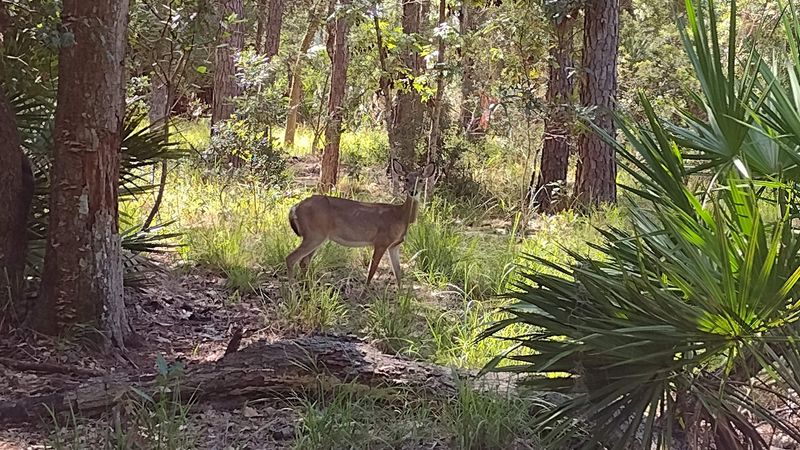 Wildlife Watching: Alligators, Deer, and Birds