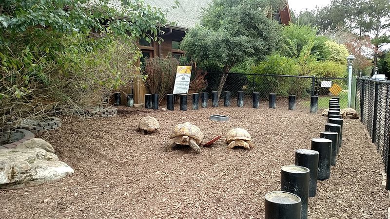 A Sanctuary, Not a Zoo &mdash; and Why That Matters