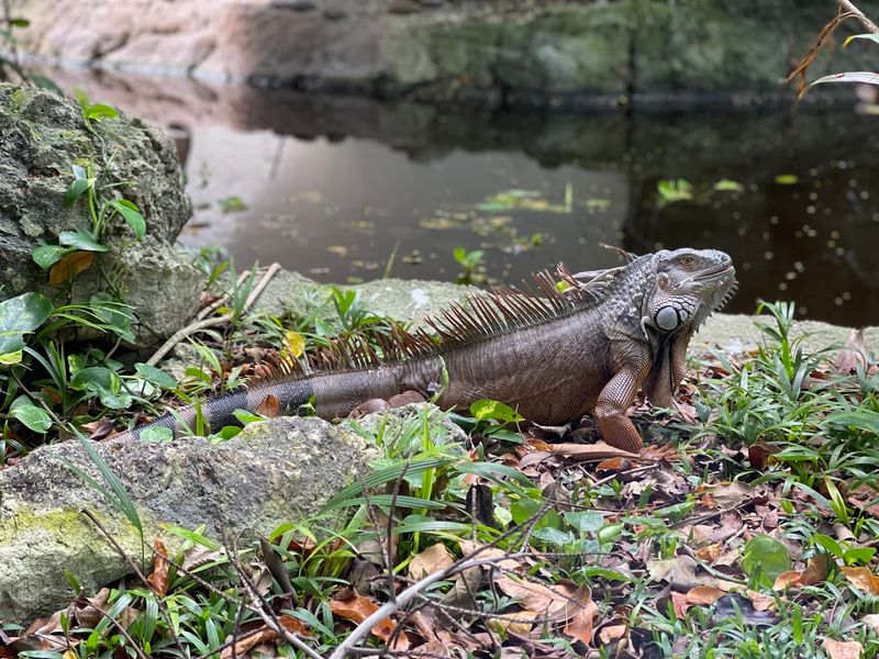 The Everglades Habitat Experience