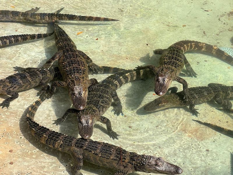 Reptile Exhibits Featuring Florida Species