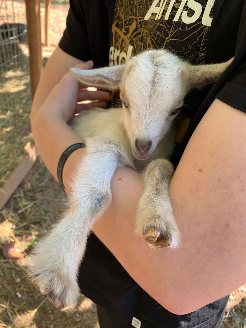 Mobile Petting Farm and Outreach