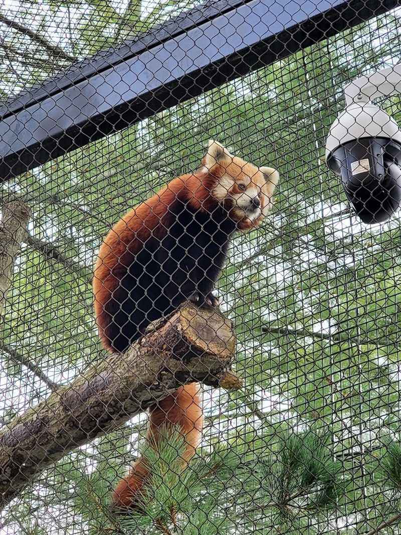 Red Pandas: The Zoo's Most Adorably Unpredictable Stars