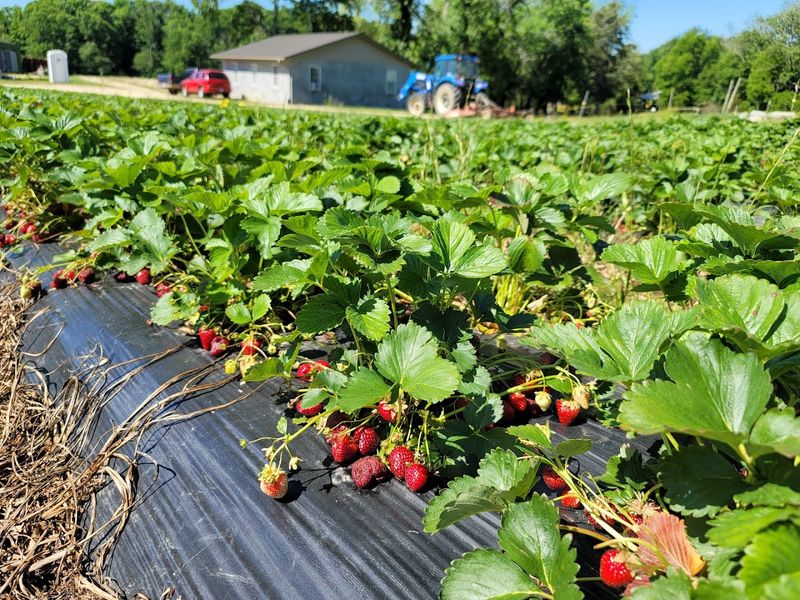 Hedgecock Strawberry Farm (Kernersville)