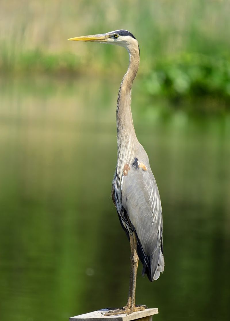 John Heinz National Wildlife Refuge at Tinicum (Philadelphia County)