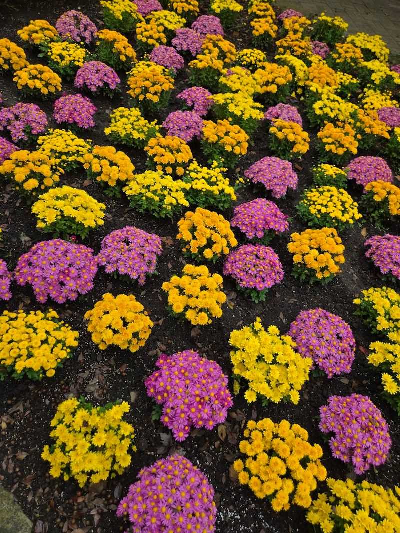 Visitor Info and Tips for Planning Your Trip