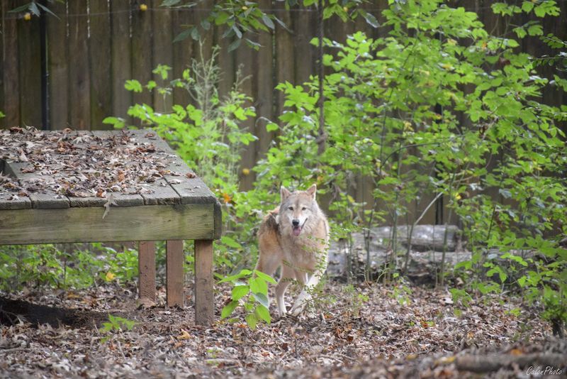 Visitor Information &mdash; Plan Your Trip to Noah's Ark
