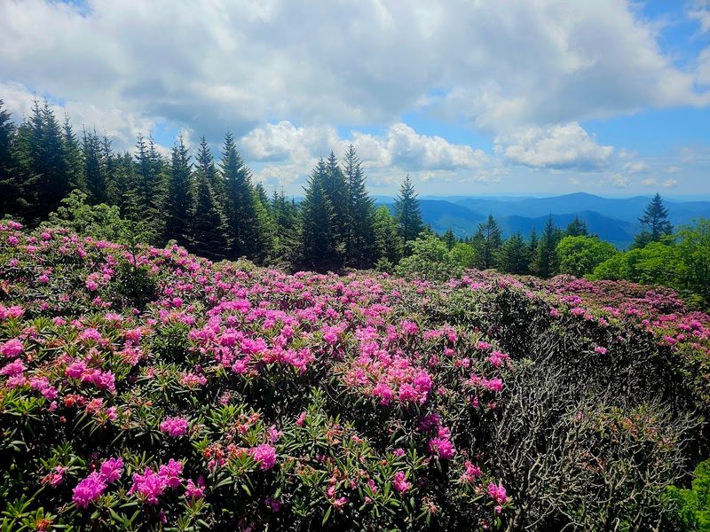 A Hidden Garden High Above the Clouds