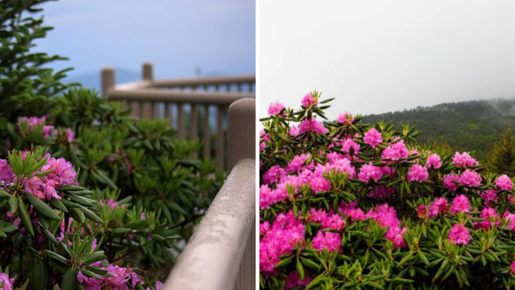 Every Year the World&rsquo;s Largest Natural Rhododendron Garden Erupts Into Pink and Purple in North Carolina