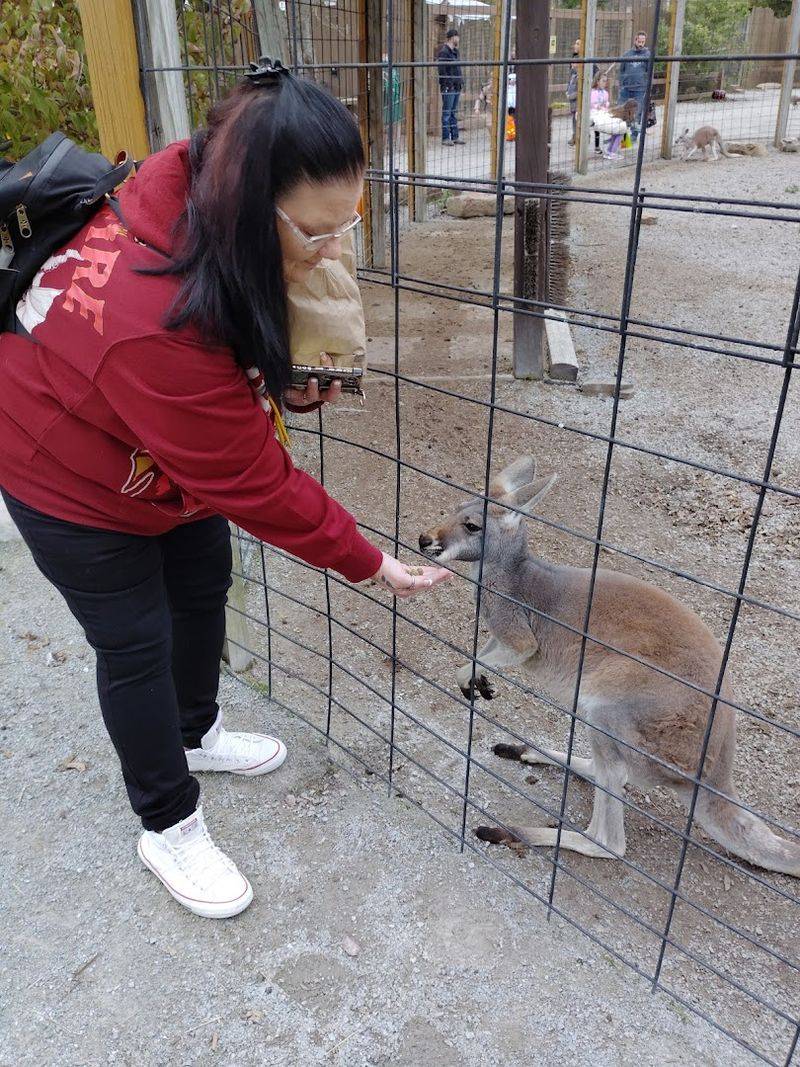 Kangaroos and Wallabies You Can Watch Up Close