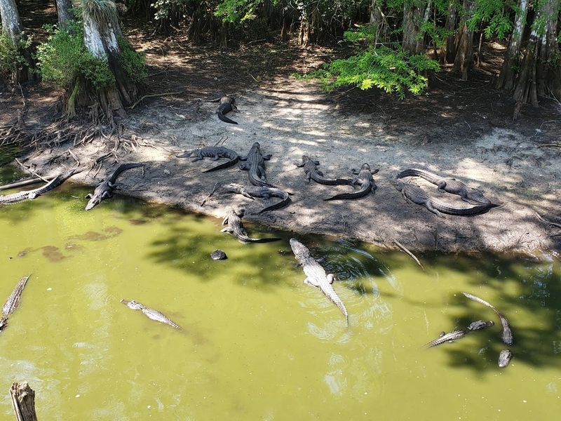 Baby Alligator Handling Experience