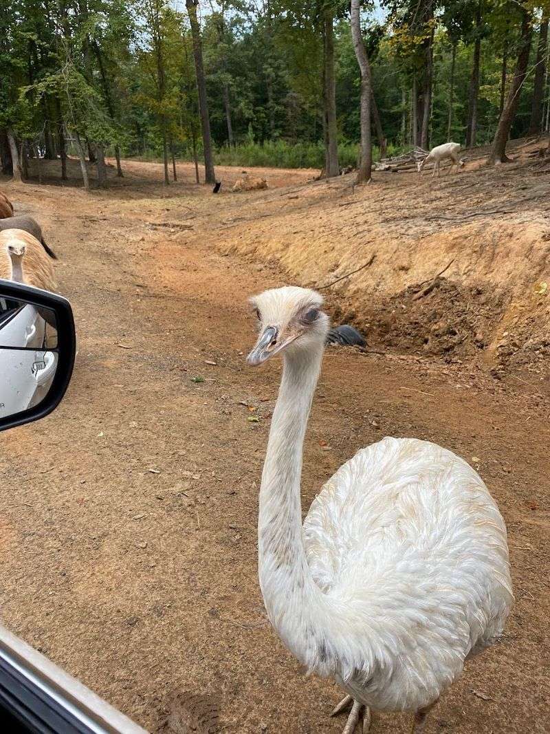 Walk-Through Paths: Smart Route For More Animals