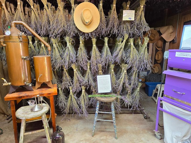 Peace Valley Lavender Farm
