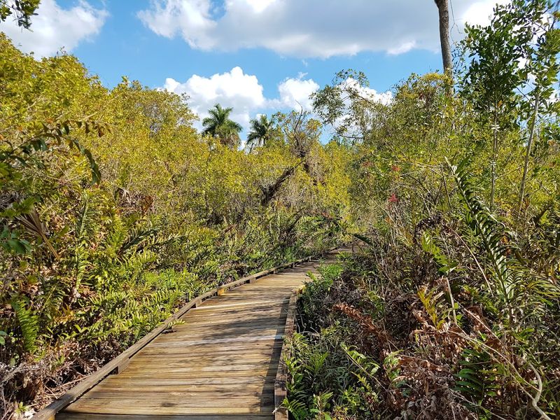Collier-Seminole State Park Boardwalk