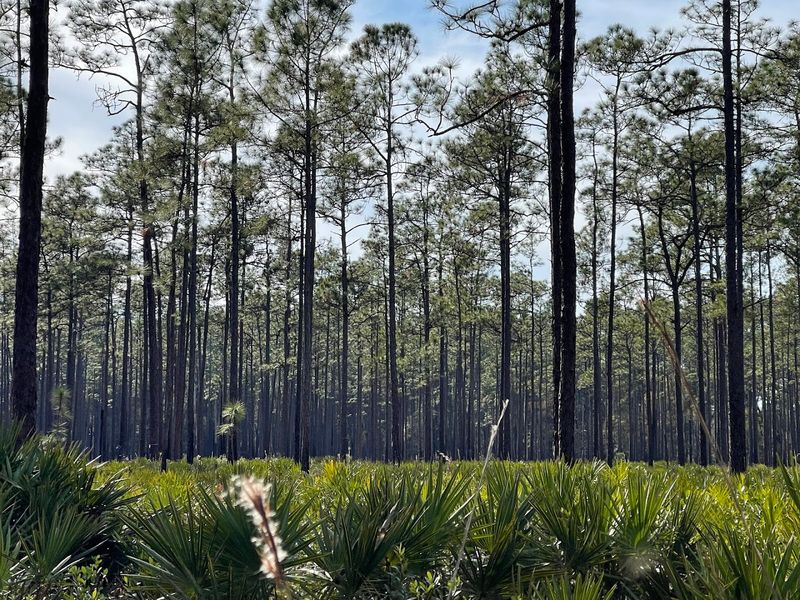 Big Shoals State Park (White Springs)