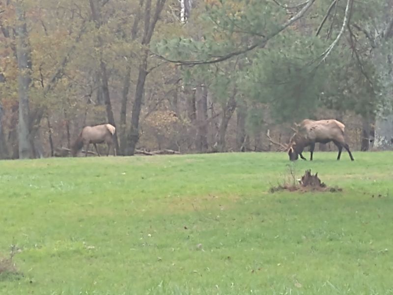 Wildlife Watching: Nature's Residents Share the Mountain