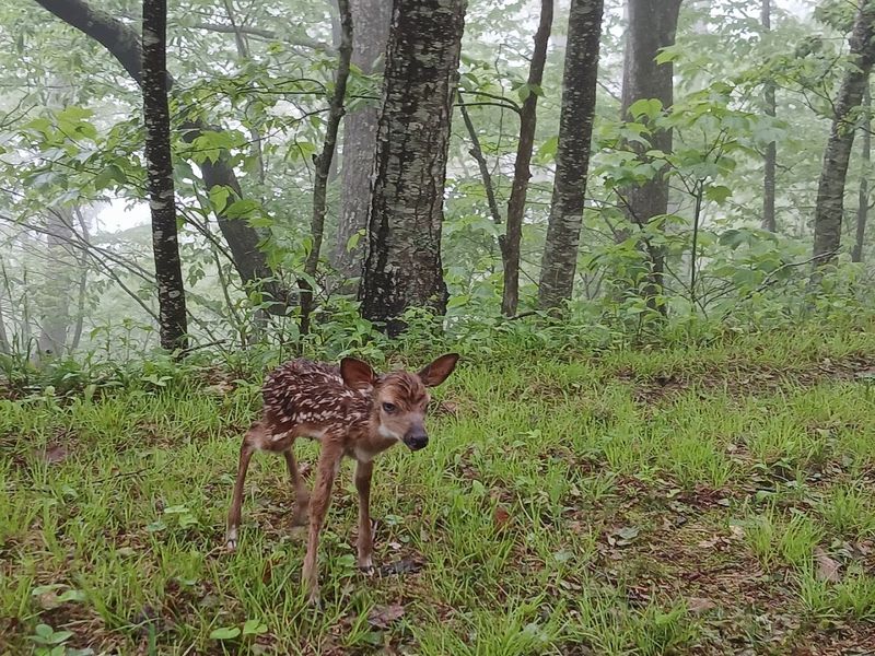 Wildlife Encounters on the Mountain Trails