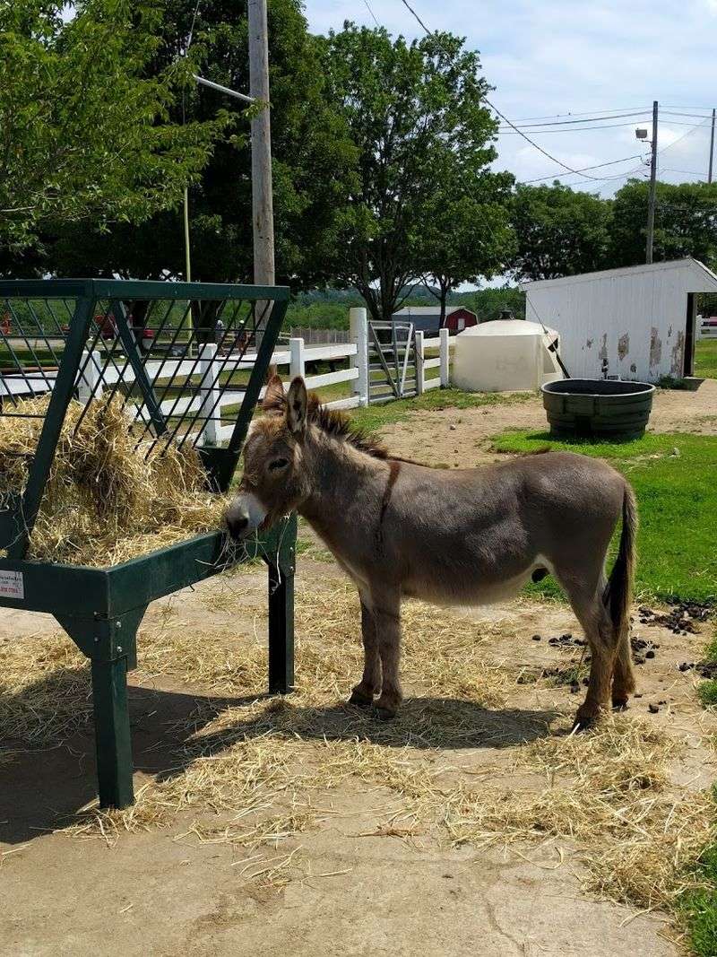 The Animals on the Property Make It a Natural Stop for Kids
