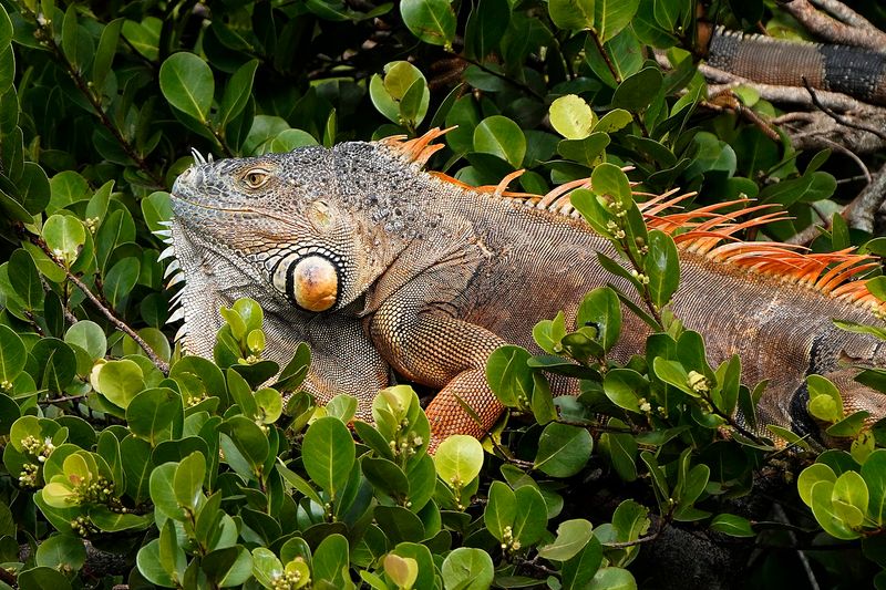 Signature Species to Watch and Where to Find Them