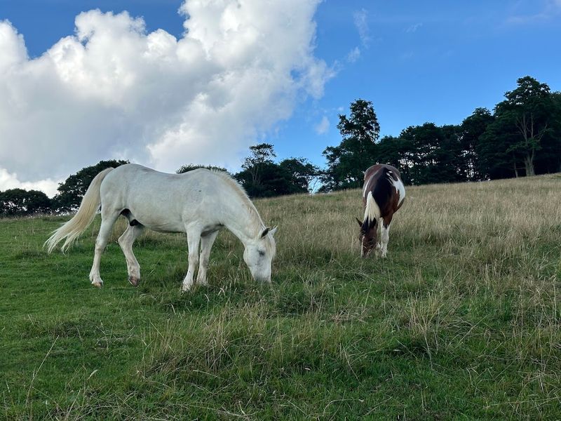 Authentic Western Ranch Atmosphere and Heritage