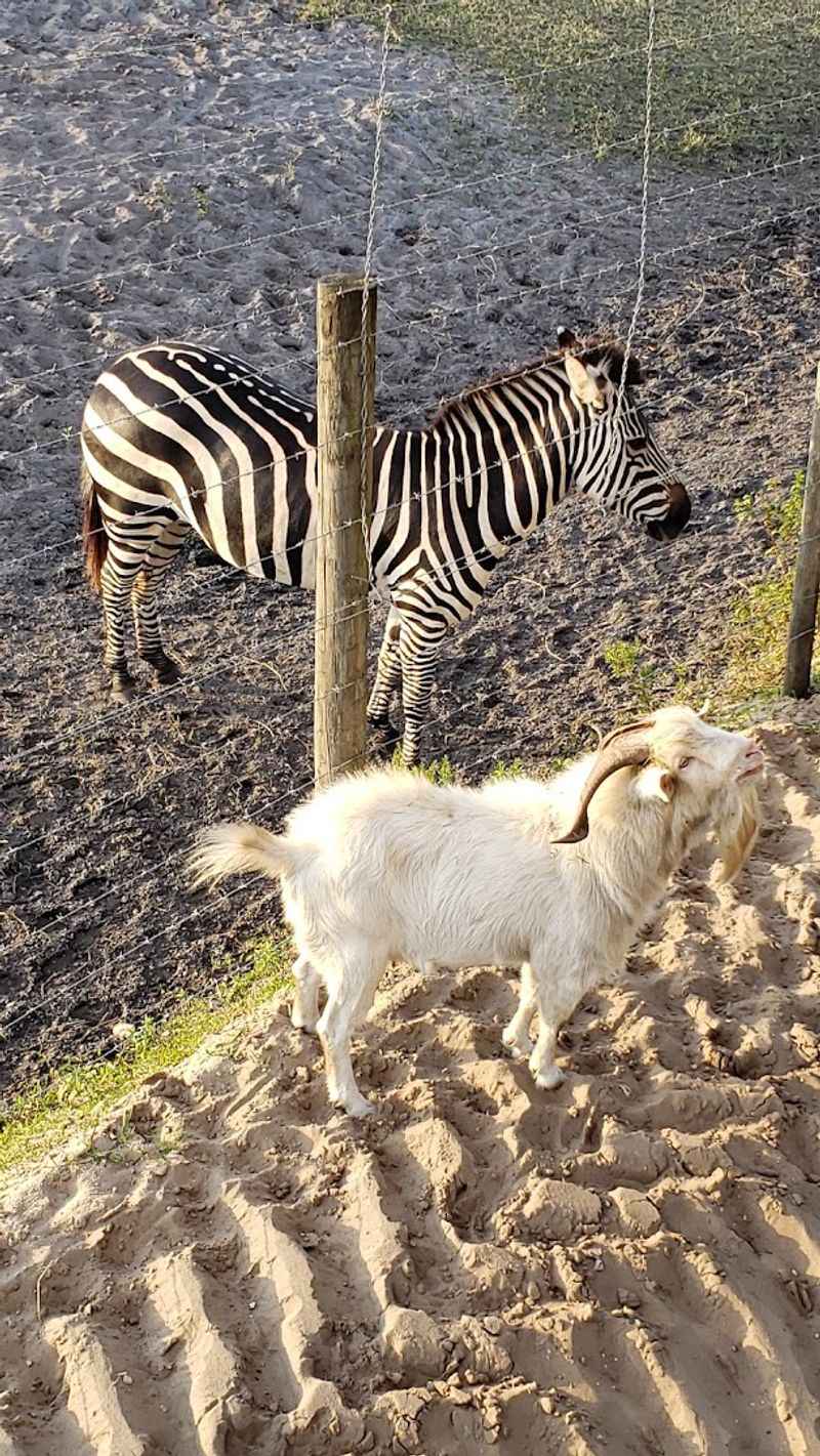 Animal Encounters and Ranch Life