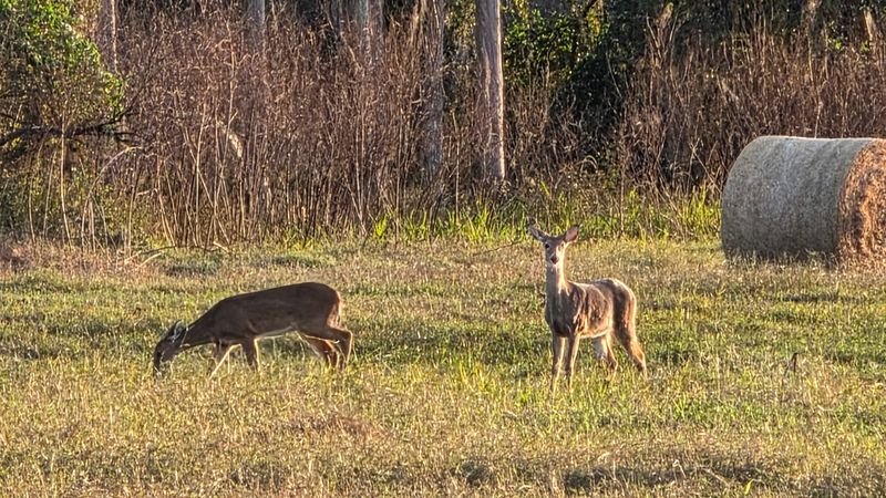 Wildlife Watching Etiquette and Hotspots