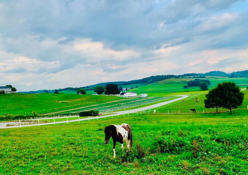 Amish Farmhouses, Barns, and Gardens