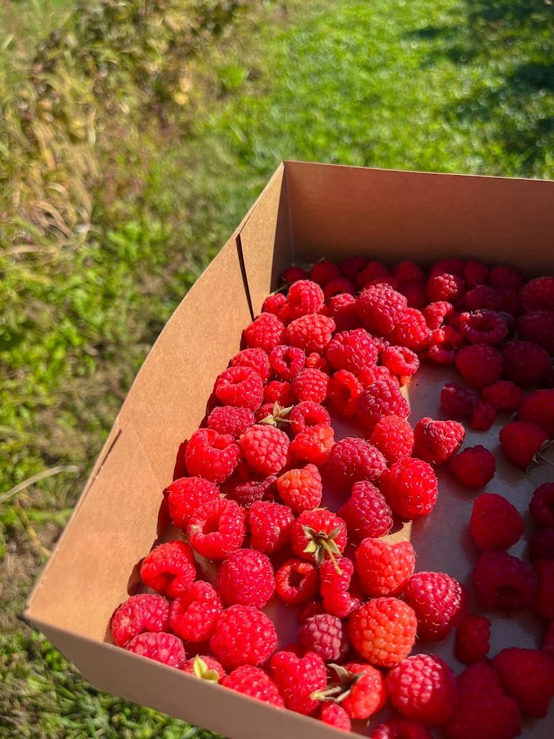 Seasonal Fruit & Pumpkin Picking