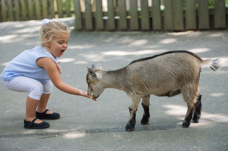 The Petting Zoo and Animal Encounters