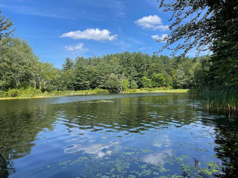 Fishing Basics on a Quiet Pond