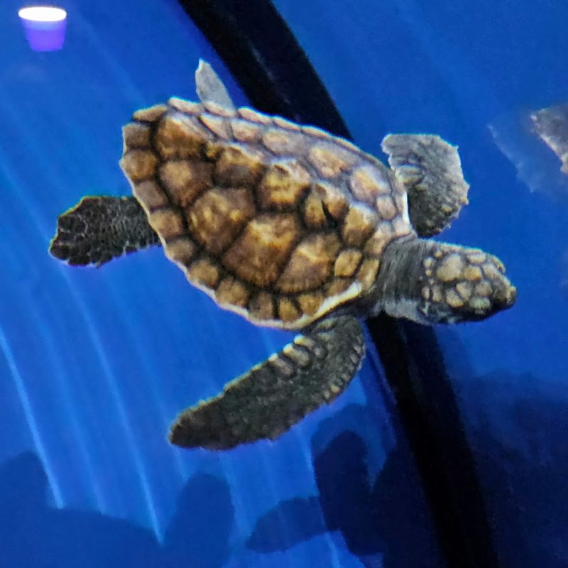 North Carolina Aquarium at Fort Fisher