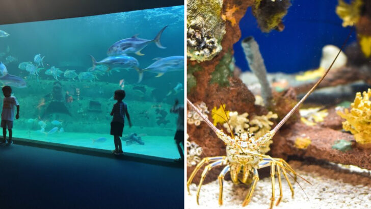 Family-friendly Aquariums in North Carolina Worth Planning a Day Around in 2026