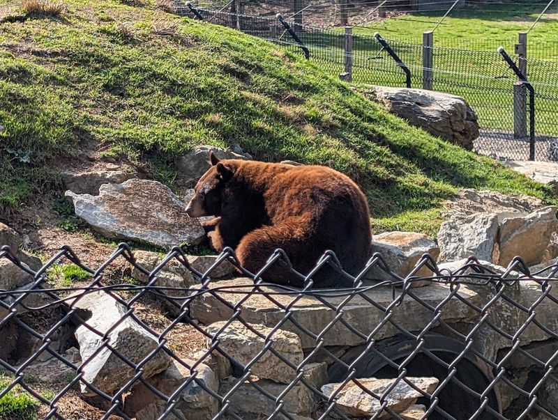 ZooAmerica North American Wildlife Park