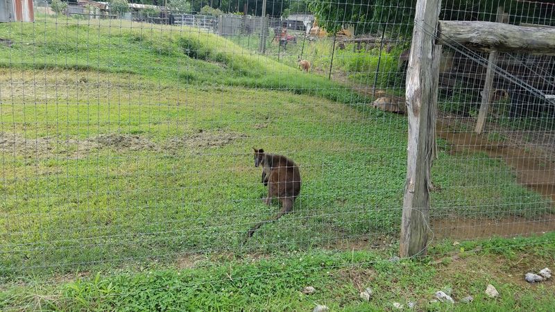 Meet Kangaroos and Other Exotic Animals