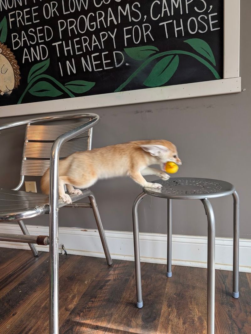 Meeting The Fennec Fox