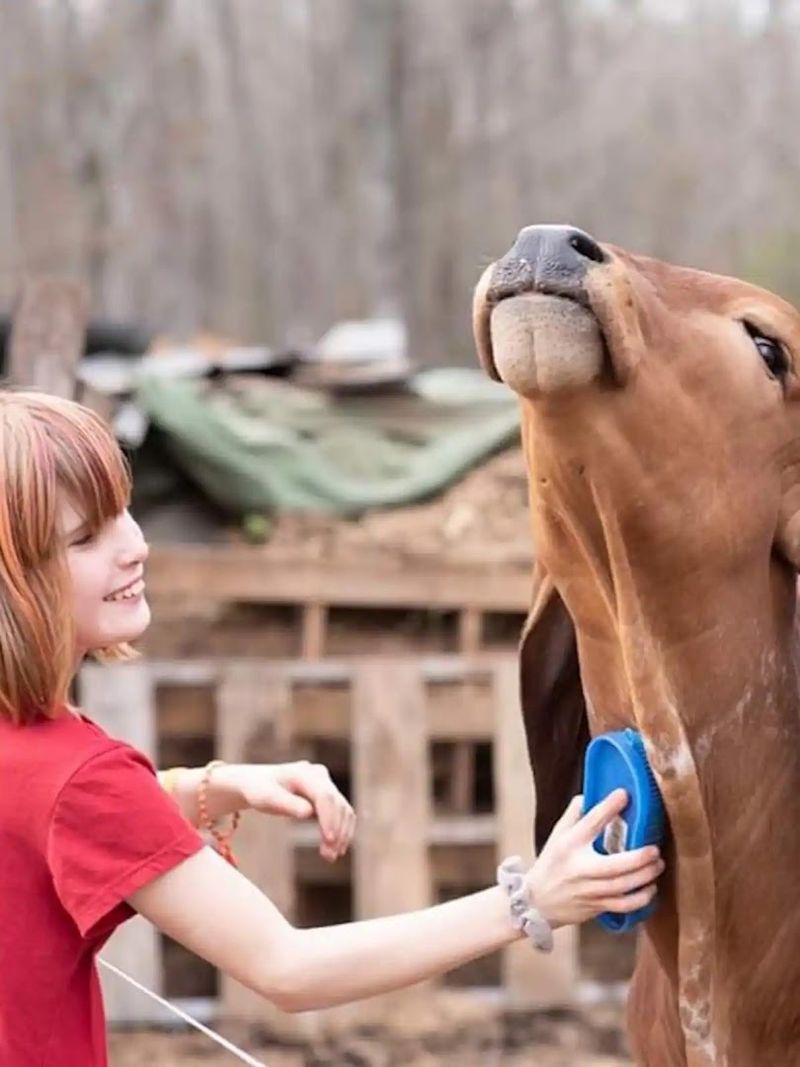 Brushing and Grooming the Cows