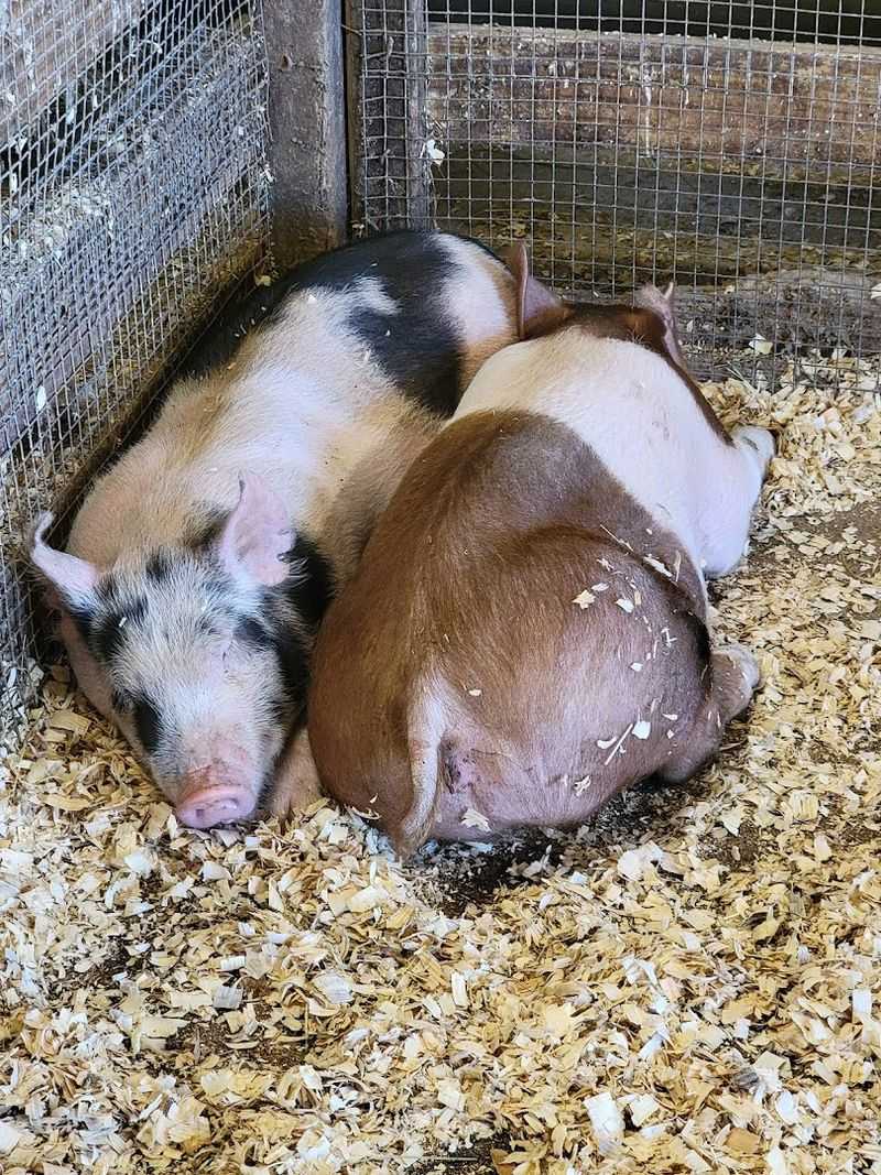 Visiting the Pigs on the Farm