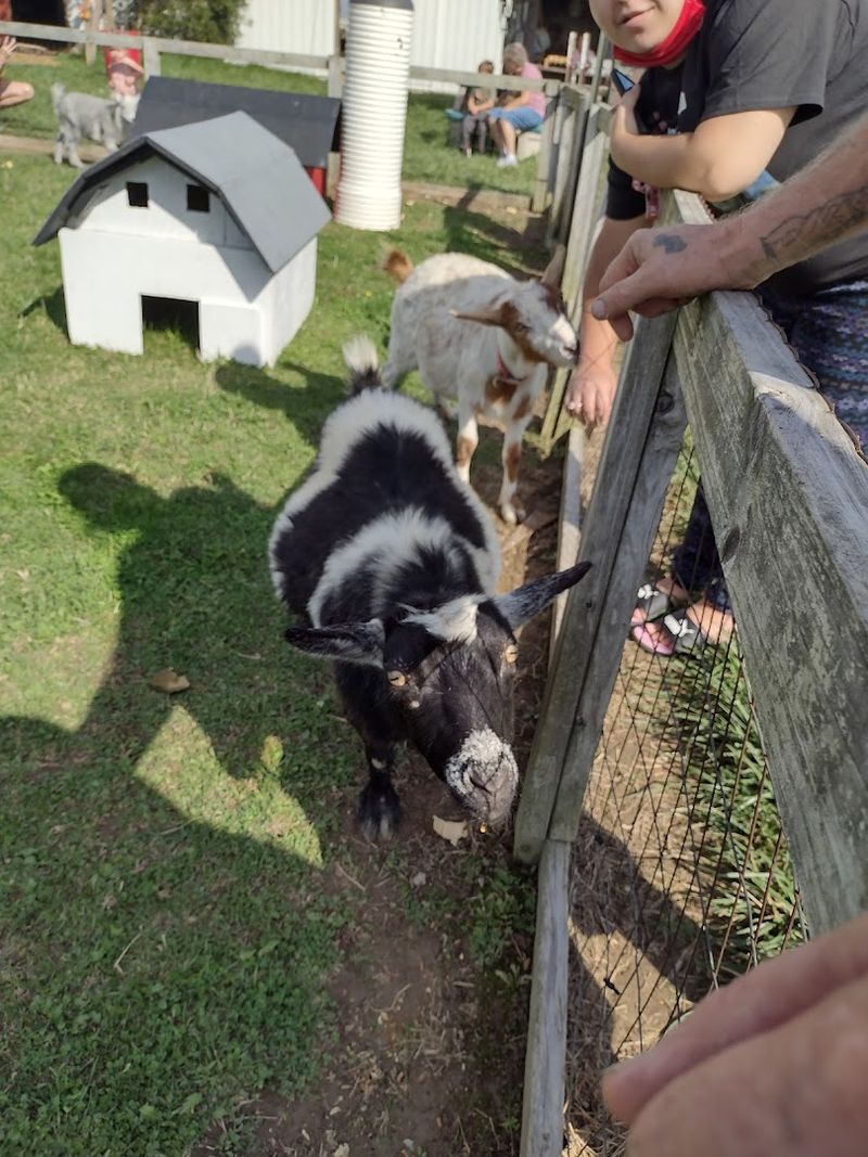 Goats, Barnyard Friends, and a Few Surprises