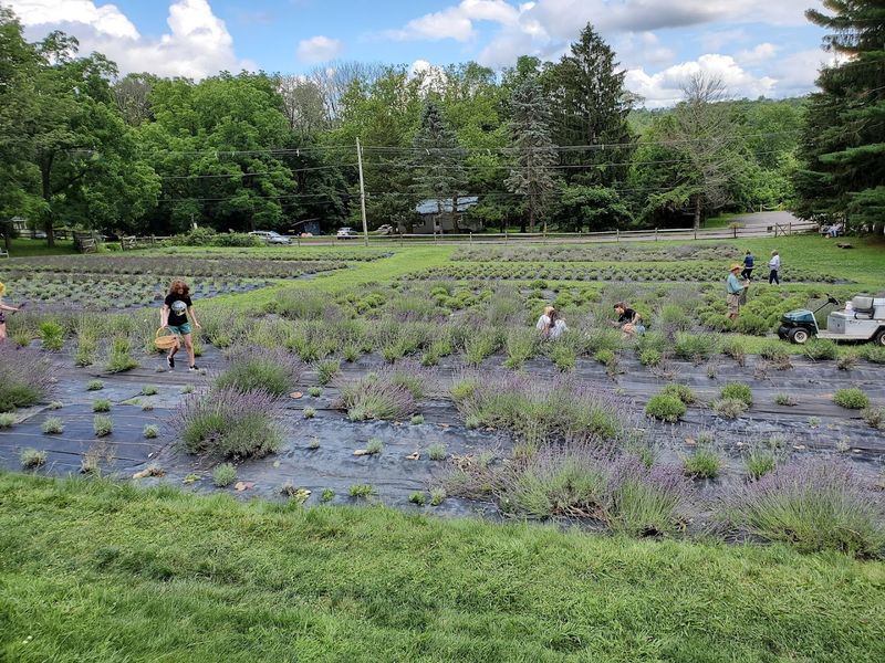 Best Time to Visit and Bloom Window