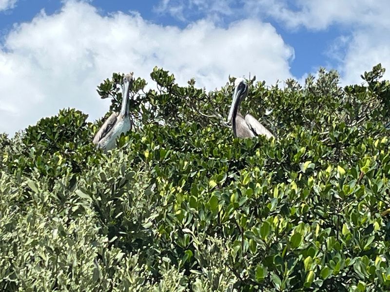 Occasional Wildlife Sightings Along the Way