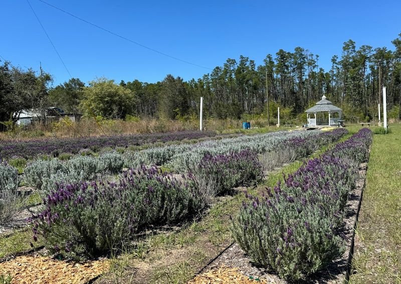 A Surprising Home In Florida's Sand Hills