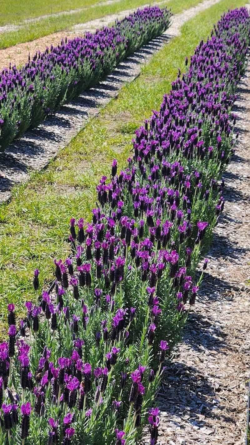 Rows Of Fragrant Lavender Fields