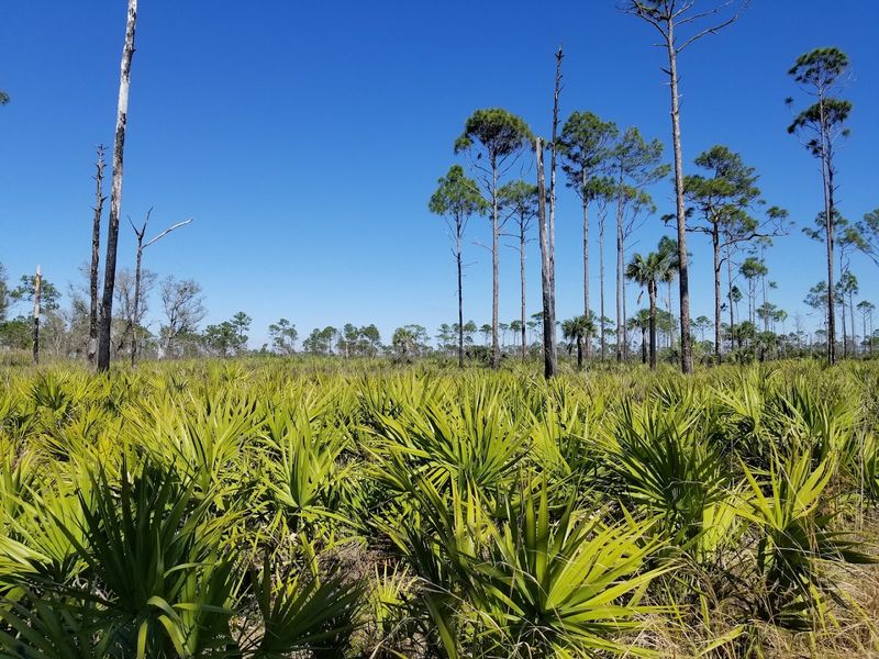 Florida Trail in Big Cypress National Preserve