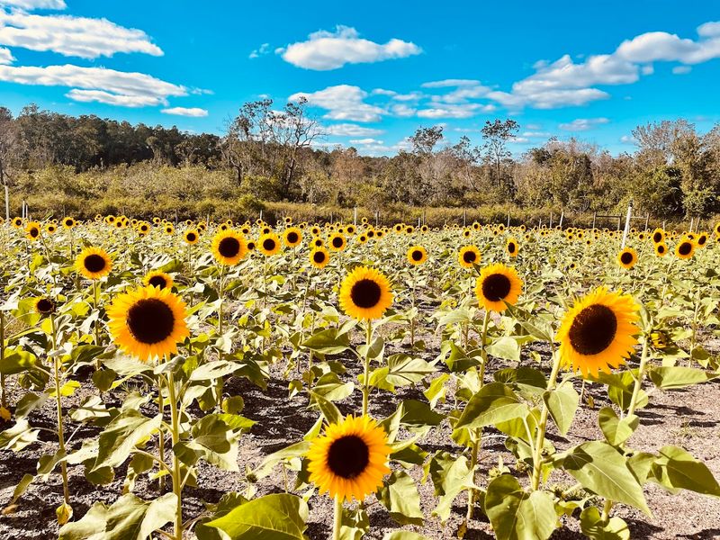 Picture-Perfect Fields and Photo Opportunities