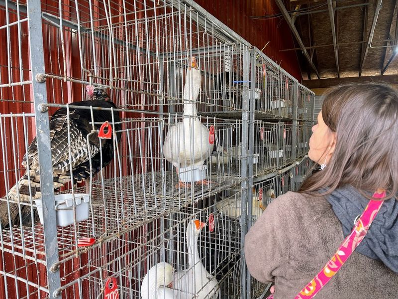 Livestock and Live Animals in the Famous Red Roof Building