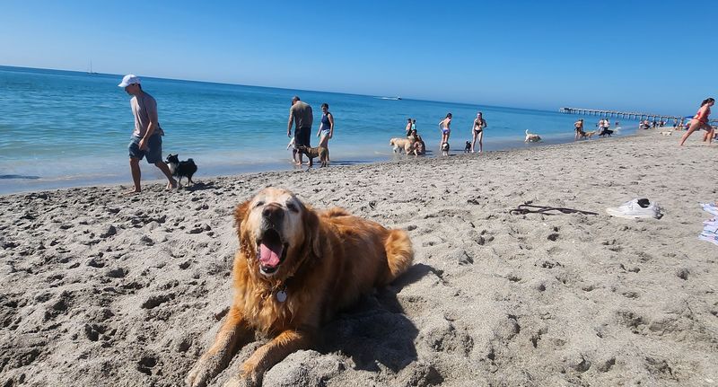 Brohard Paw Park (Venice)